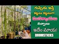 Extra Drumsticks|Unbelievable|Effects of Natural Method| Rare video| Jyothi Garden Vlogs