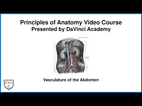 Vasculature Of The Abdomen [Abdominal Anatomy 1 Of] - YouTube