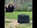 Lion vs Bear, Who will win? | Videology