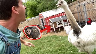 Kevins Acting Sus Again... (How to Survive a Rhea Attack p3)