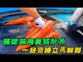 捕捉深海菱鰭魷魚，一旦獵捕立馬解剖，全程像切豆腐一樣絲滑《活在當下》