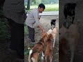 #dog #animals #love #caredog #food @pramod dhiman  like and subscribe 🙏🙏 support us guys.