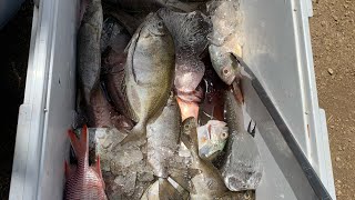 Suva Fish Market－I am in Fiji