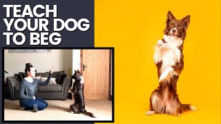 HOW TO TEACH A DOG TO BEG - Sit Pretty, An Awesome Trick for Dog Photographers