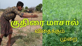 குதிரை தீவனம்🐴குதிரை மாசால் விதைக்கும் முறை🔥LAKSMI INTEGRATED FARM🔥தமிழ் பாரம்பரிய வழியில்🔥