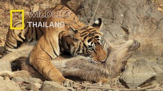 เสือโคร่งเบงกอล  (Bengal tiger) สัตว์นักล่าแห่งเอเชียใต้ |สารคดี WILDLIFE