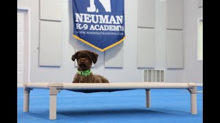 Louie (Havapoo) Boot Camp Dog Training Video Demonstration
