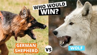 German Shepherd vs Wolf: Who Would Win?