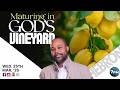 MATURING IN GOD'S VINEYARD || Hebron Midweek Service || Isaiah Macwealth || 25/03/2026