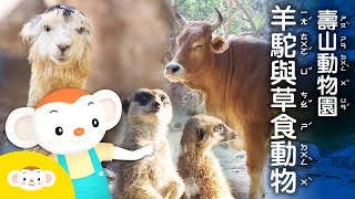 【樂樂帶你探險去】壽山動物園，認識草食動物，霸氣羊駝大人帶你探險｜小行星樂樂TV