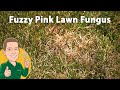 Red Thread - Disease that Turns Grass Pink  | Turf Tips with Dr. Brad - Weed Man Lawn Care