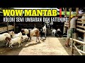 Kandang Koloni Semi Umbaran Di Integrasikan Cocok Untuk Ternak Kambing