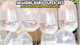 ARWANA BABY SUPER RED‼️PASAR IKAN HIAS PARUNG‼️