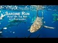 SARDINE RUN - 2 - Feast on the Run with Peter Lamberti