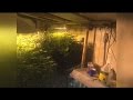 More than 400 marijuana plants found inside house in Chester