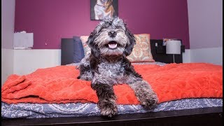 Inside New York’s Luxury Hotel - For Dogs