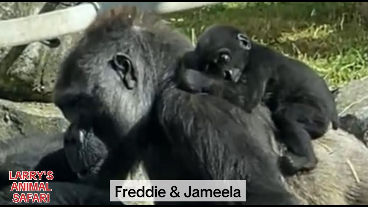 Baby Gorilla - Jameela #14 With Freddie #gorillas - YouTube