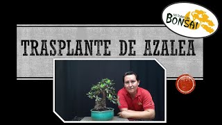 Trasplante de azalea