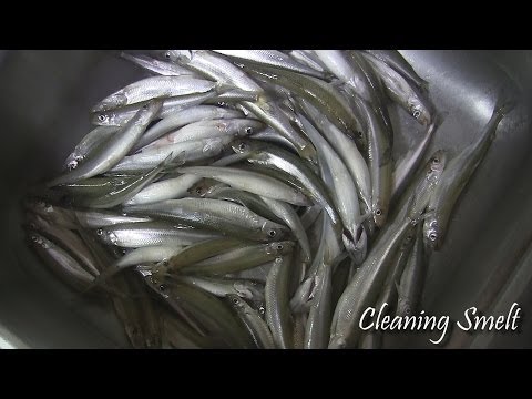 How To Clean SMELT Quick & Easy How To Clean SMELT Quick & Easy