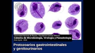 Seminario Injuria 12(B). Protozoarios gastrointestinales y genitourinarios