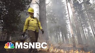 California Scientists Are Fighting Fire With Fire | Craig Melvin | MSNBC