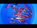 SPS 809 WYSIWYG Tosai Tateshita Mix Selected x 18pcs 26-28 cm