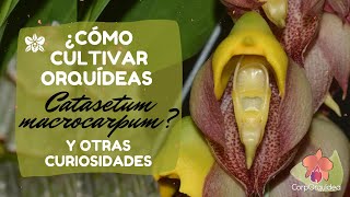 🌸Cómo cultivar una orquídea Catasetum macrocarpum | Floración, nutrición y enfermedades| Jardinería