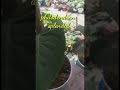 tanaman hias pembersih udara dalam ruangan#philodendron splendid#short#