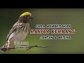 CIRI BURUNG MANYAR KEMBANG JANTAN & BETINA