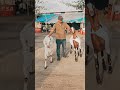 Saad Ansari's Big Size Khassi Goats at JD Goat Farm #jdgoatfarm #trending #bakra #jd #ytshorts