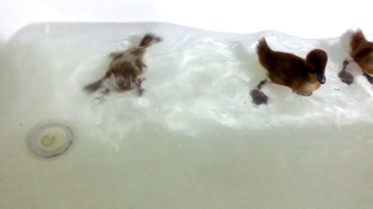 Duckling S First Bath Youtube