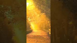 #morning relaxing #music#meditataion music#soothing relaxation #music#short video.