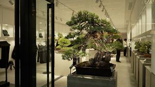 Tradman's Bonsai, Tokyo