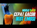 MURAI BATU GACOR ISIAN MEWAH FUL ISIAN KASAR DURASI PANJANG