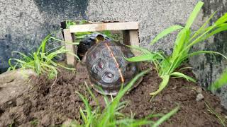 Cuora Flavomarginata (Chinese Box Turtle) update!!!