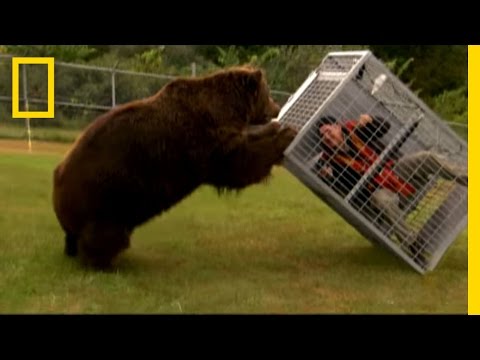 Which bear is more aggressive?