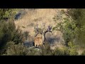 Early Season New Zealand Red Stag Hunting with Exclusive Adventures