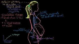 Khan Academy - Maternal Changes in Pregnancy