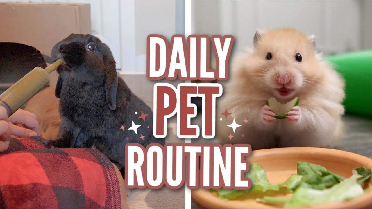 Daily Pet Routine 2021 Youtube