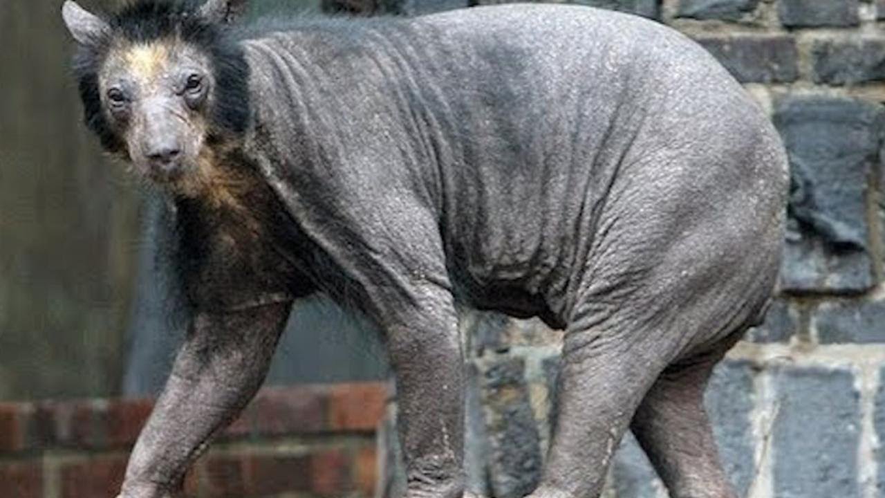 Most Bizarre Animals On Earth: Unveiling The World Of Weird, Hairy ...