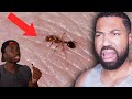 The Traumatizing Reality of Being An Ant