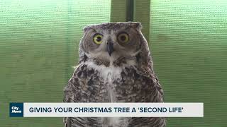 Edmonton-area wildlife rescue accepting Christmas tree donations