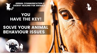 Animal Problem Solving - Solve BEHAVIOUR ISSUE by changing YOU!? Simple technique #howto #petfriends