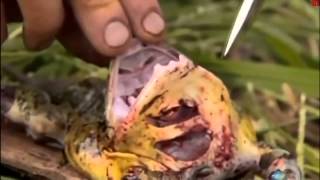 Man Vs Wild Catching A Giant Bull Frog For Dinner
