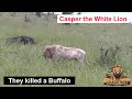 Casper The White Lion And Brother Relax After Buffalo Kill