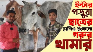 কিভাবে হাড্ডি ষাড় গরু মোটাতাজা করবেন? ইন্টার পড়ুয়া ছাত্রের শুকনো গরুর খামার | Sukna Gorur Khamar