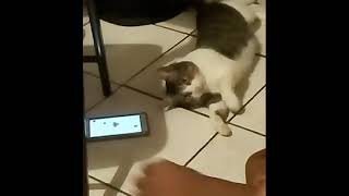Meet Cindy The Cat
