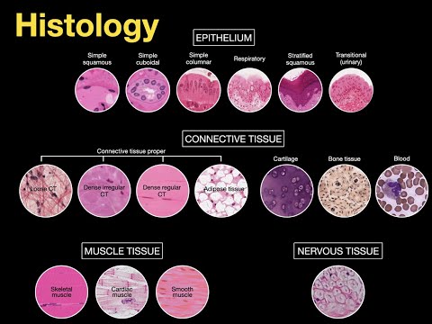 What is histology study of different tissue?