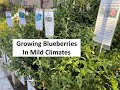 Growing Blueberries in Mild Climates