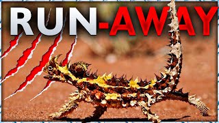 Top 10 Dangerous Animals You Should Run Away From | Kill You With One Bite